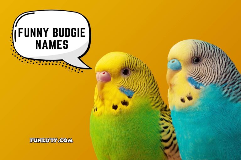funny budgie names