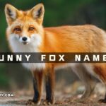funny fox names
