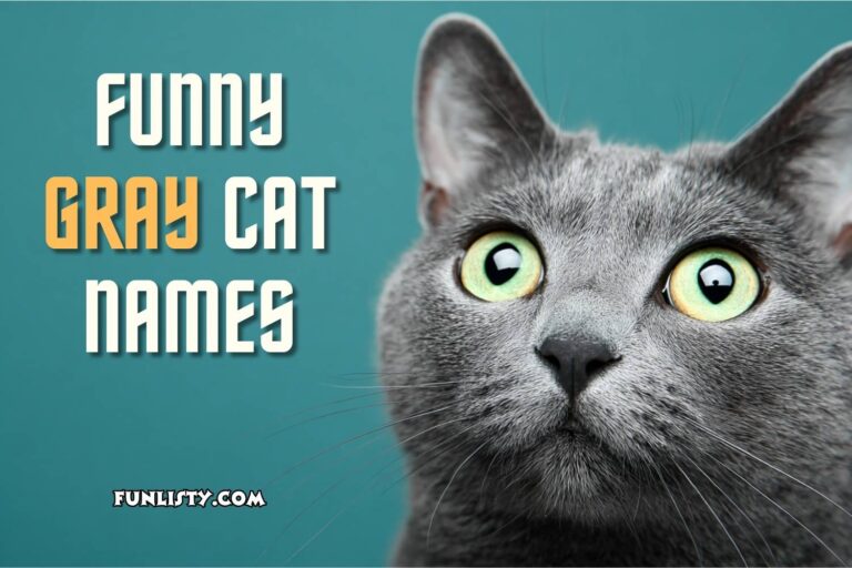 funny gray cat names
