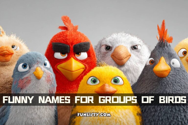 funny names for groups of birds